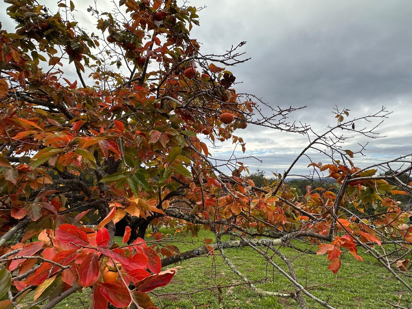 Detail Gallery Image 42 of 63 For Valley View Dr, Corralitos,  CA 95076 - – Beds | – Baths