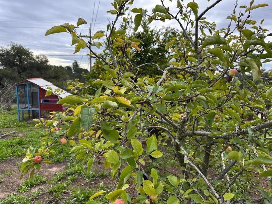 Detail Gallery Image 51 of 63 For Valley View Dr, Corralitos,  CA 95076 - – Beds | – Baths