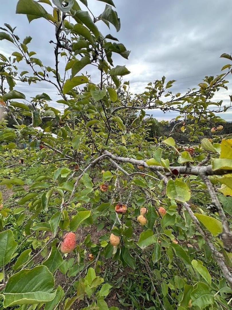 Detail Gallery Image 54 of 63 For Valley View Dr, Corralitos,  CA 95076 - – Beds | – Baths