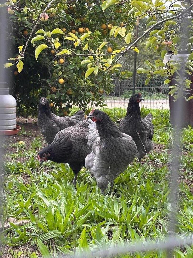 Detail Gallery Image 60 of 63 For Valley View Dr, Corralitos,  CA 95076 - – Beds | – Baths