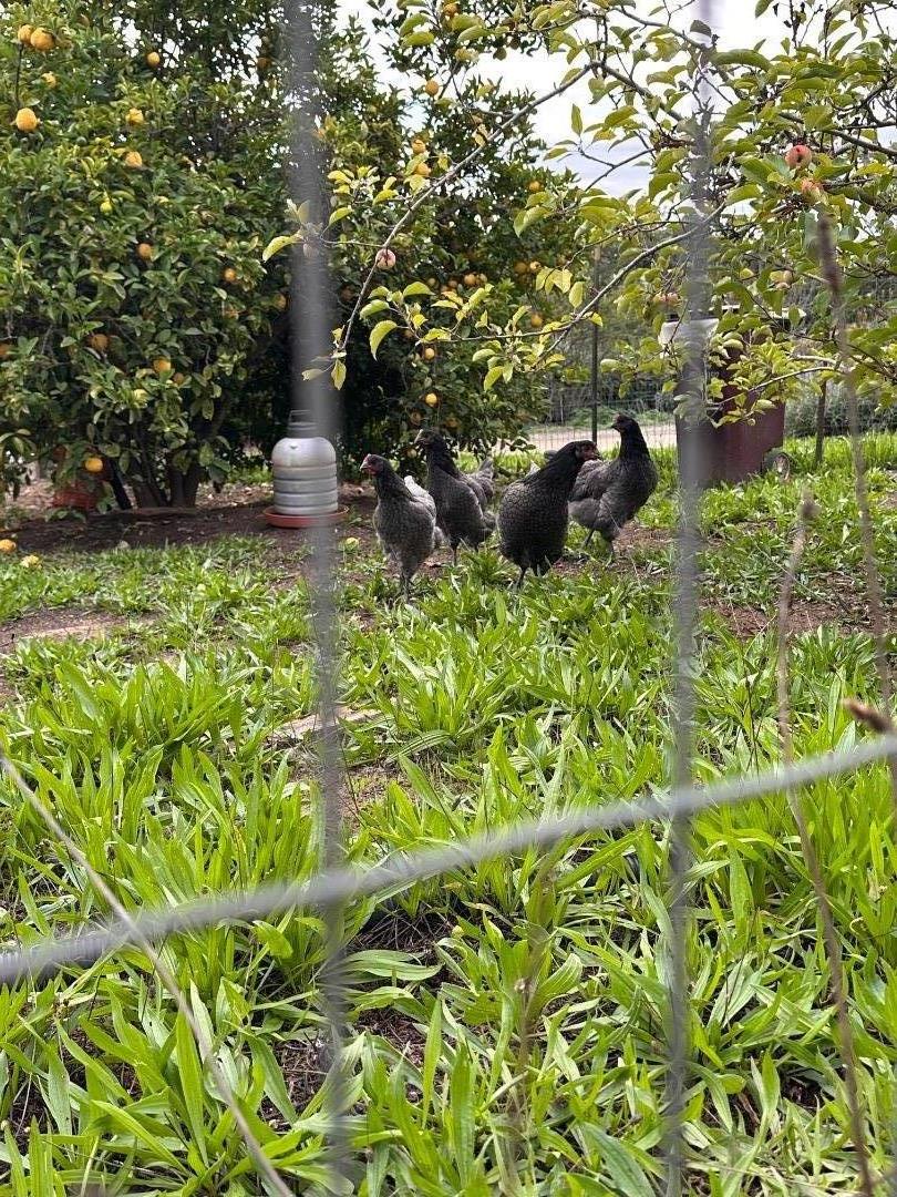 Detail Gallery Image 61 of 63 For Valley View Dr, Corralitos,  CA 95076 - – Beds | – Baths