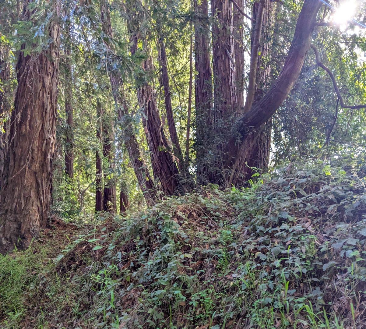 Detail Gallery Image 6 of 6 For 8055 Glen Haven Rd, Soquel,  CA 95073 - – Beds | – Baths