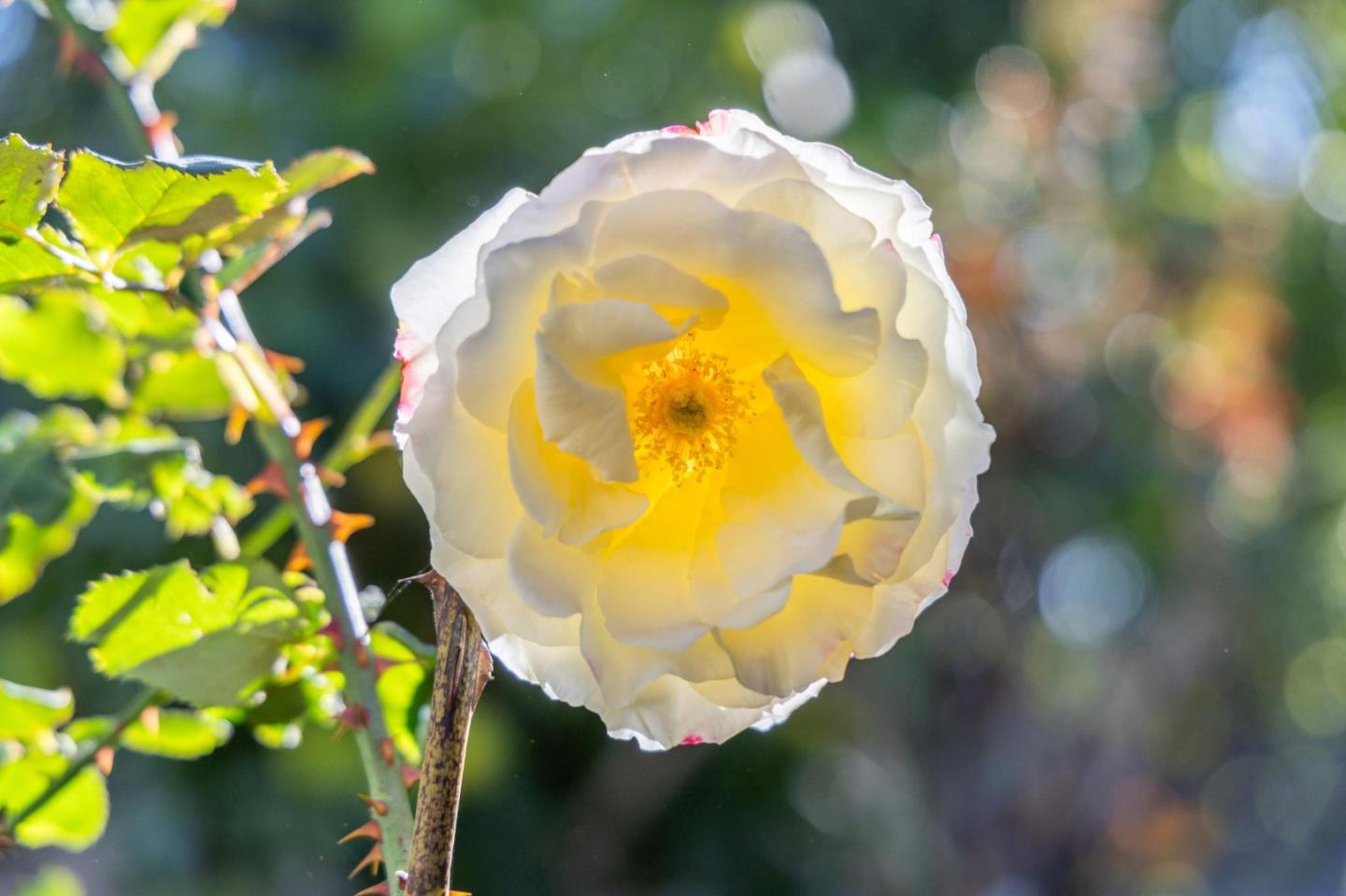Detail Gallery Image 52 of 64 For 204 Vista De Sierra, Los Gatos,  CA 95030 - 3 Beds | 2 Baths