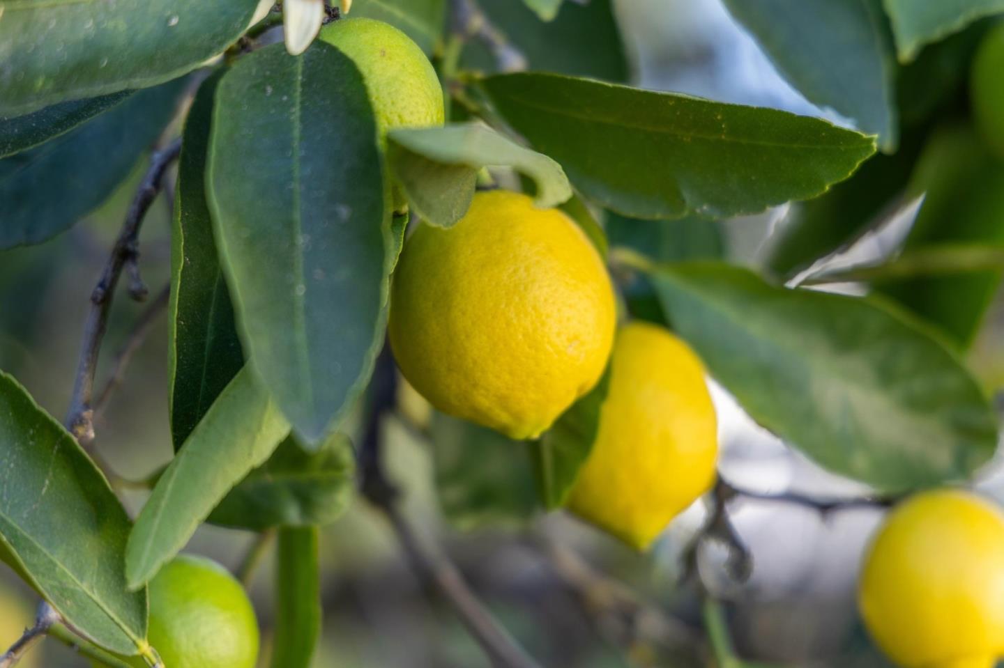 Detail Gallery Image 53 of 64 For 204 Vista De Sierra, Los Gatos,  CA 95030 - 3 Beds | 2 Baths