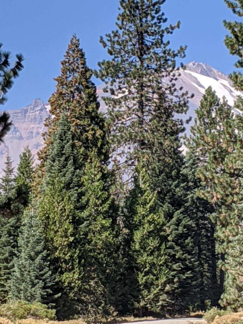 Detail Gallery Image 8 of 12 For 21 Ridge Dr, Mccloud,  CA 96057 - – Beds | – Baths