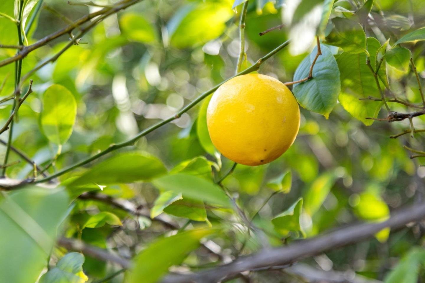 Detail Gallery Image 57 of 70 For 17246 Verdes Robles, Los Gatos,  CA 95030 - 4 Beds | 2/1 Baths