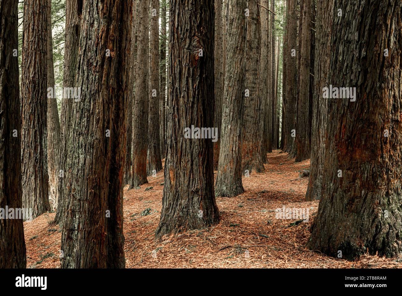 Detail Gallery Image 3 of 4 For Lot #9 State Hwy 1, Carmel,  CA 93923 - – Beds | – Baths