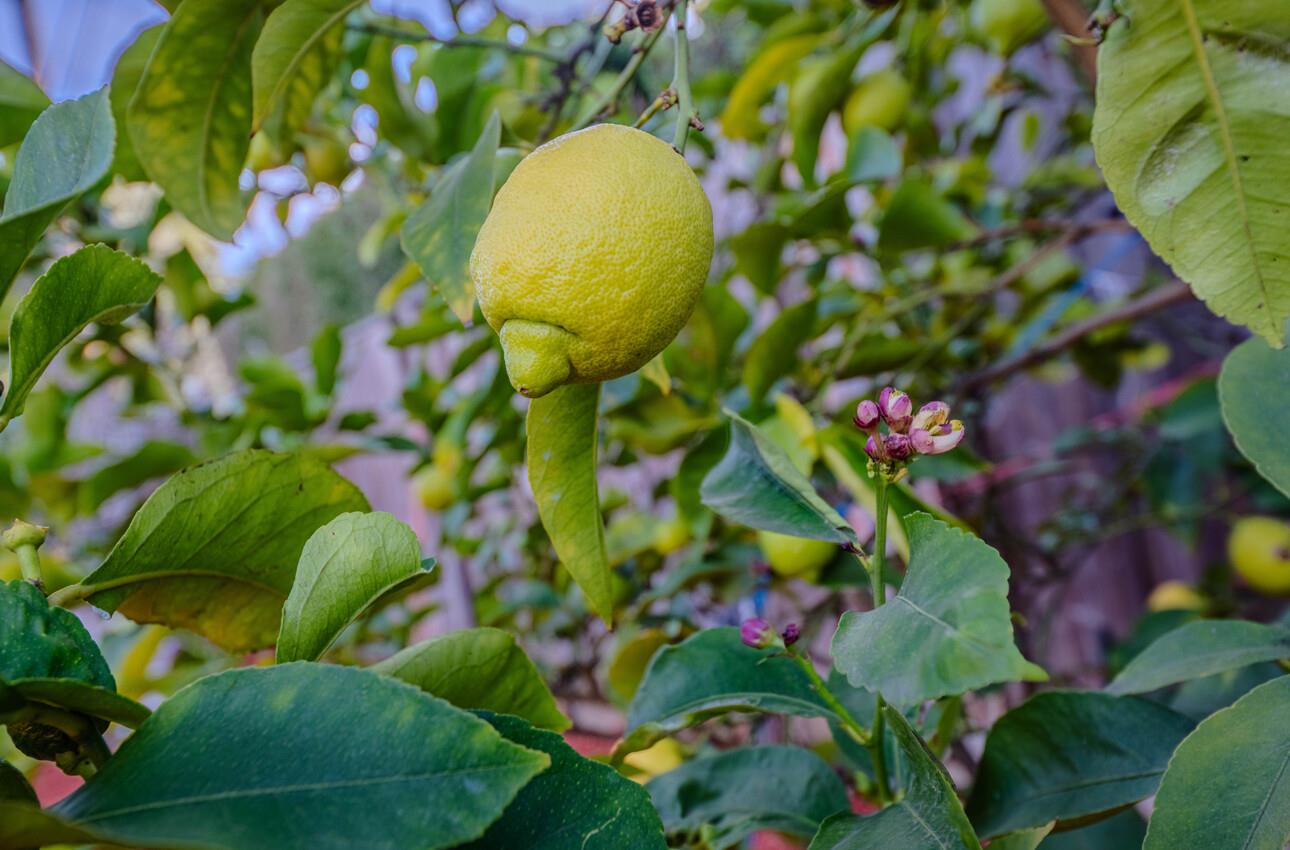 Detail Gallery Image 36 of 39 For 376 Cypress Ave, Santa Clara,  CA 95050 - 3 Beds | 1 Baths