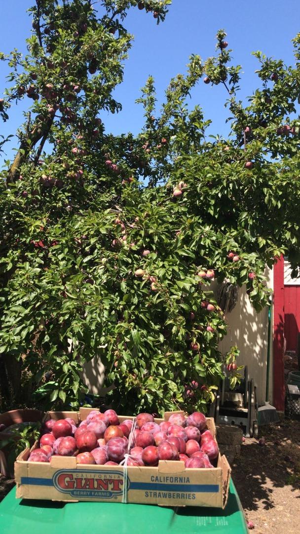 Detail Gallery Image 29 of 35 For 1723 Pheasant Dr, Hercules,  CA 94547 - 4 Beds | 2/1 Baths