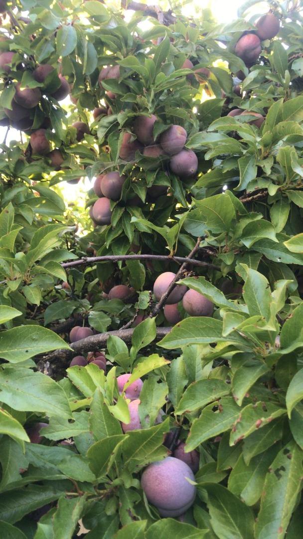 Detail Gallery Image 31 of 35 For 1723 Pheasant Dr, Hercules,  CA 94547 - 4 Beds | 2/1 Baths