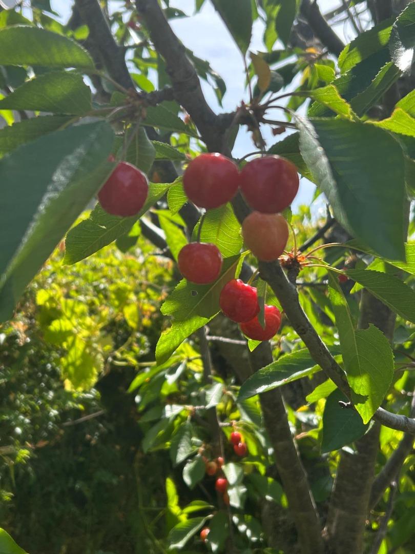 Detail Gallery Image 32 of 35 For 1723 Pheasant Dr, Hercules,  CA 94547 - 4 Beds | 2/1 Baths