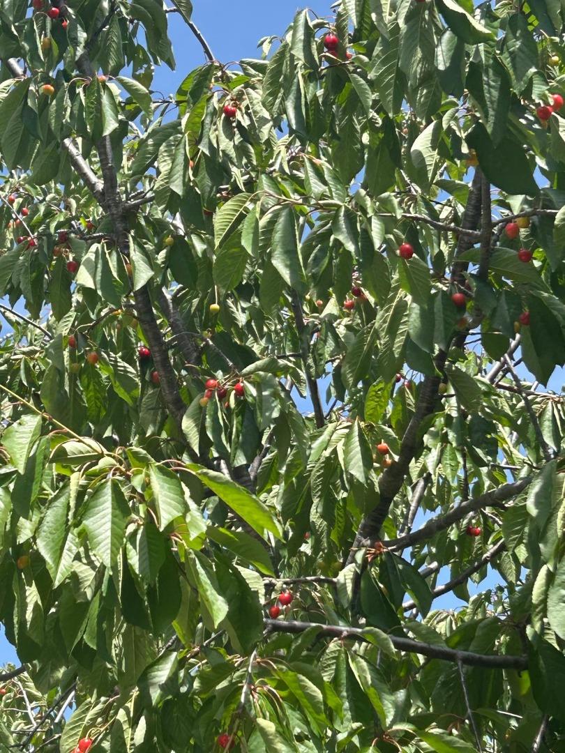 Detail Gallery Image 33 of 35 For 1723 Pheasant Dr, Hercules,  CA 94547 - 4 Beds | 2/1 Baths