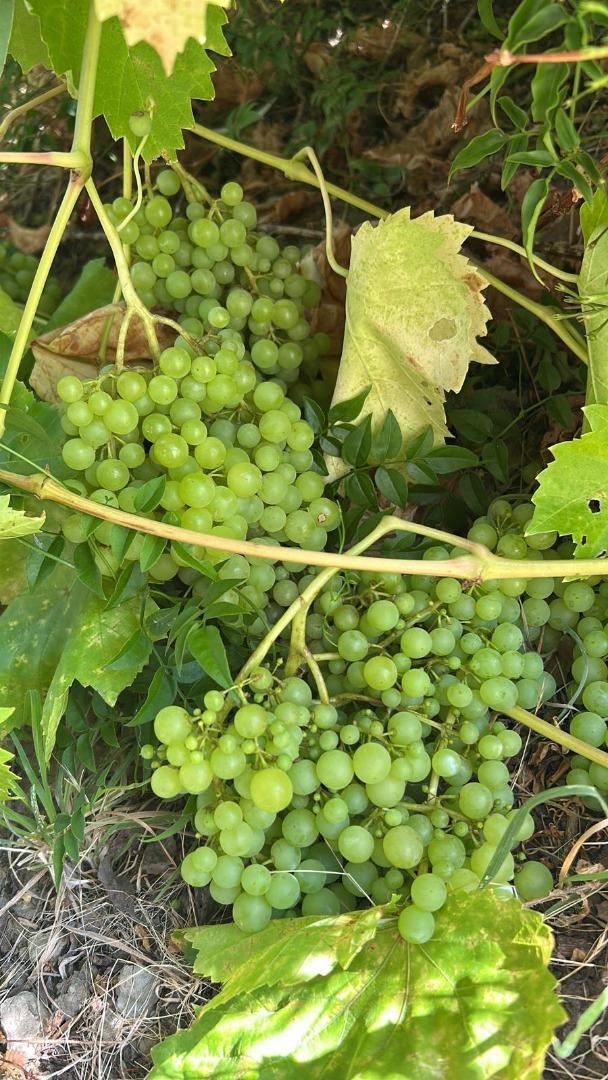 Detail Gallery Image 34 of 35 For 1723 Pheasant Dr, Hercules,  CA 94547 - 4 Beds | 2/1 Baths