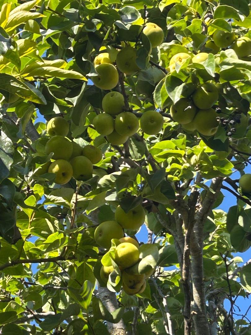 Detail Gallery Image 35 of 35 For 1723 Pheasant Dr, Hercules,  CA 94547 - 4 Beds | 2/1 Baths