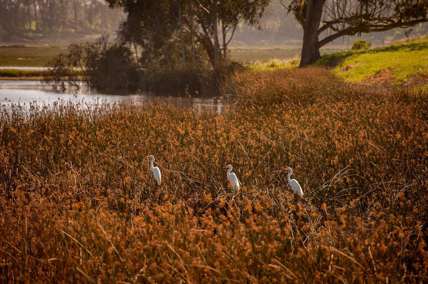 967 Salinas Road, Royal Oaks, CA, 95076