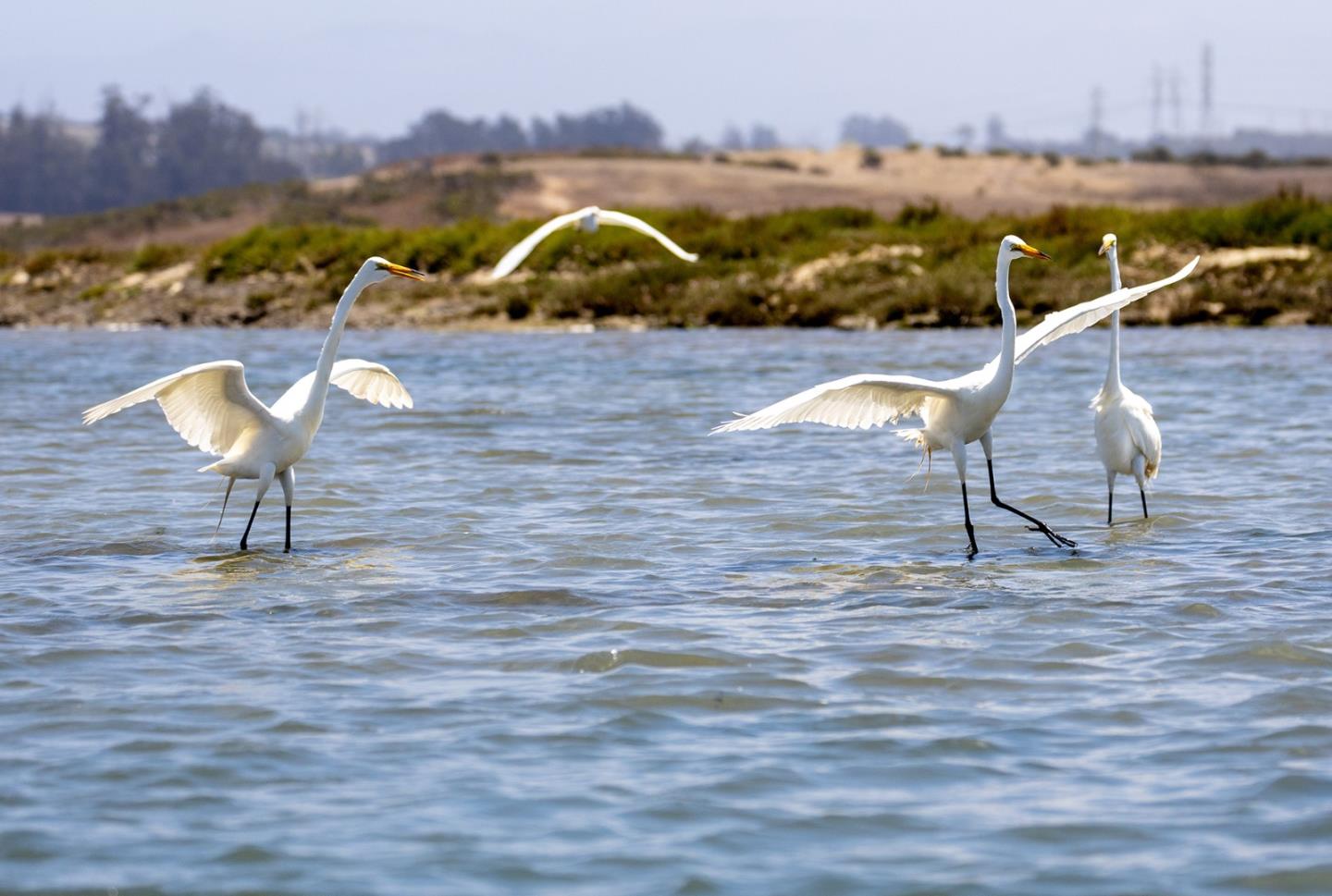 967 Salinas Road, Royal Oaks, CA, 95076