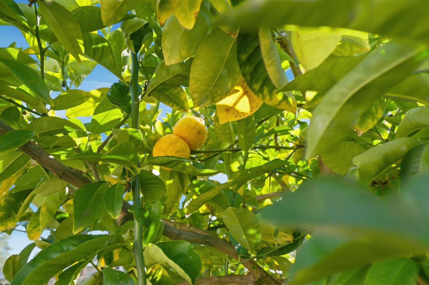 Detail Gallery Image 39 of 42 For 2055 Oakwood Dr, East Palo Alto,  CA 94303 - 2 Beds | 1 Baths