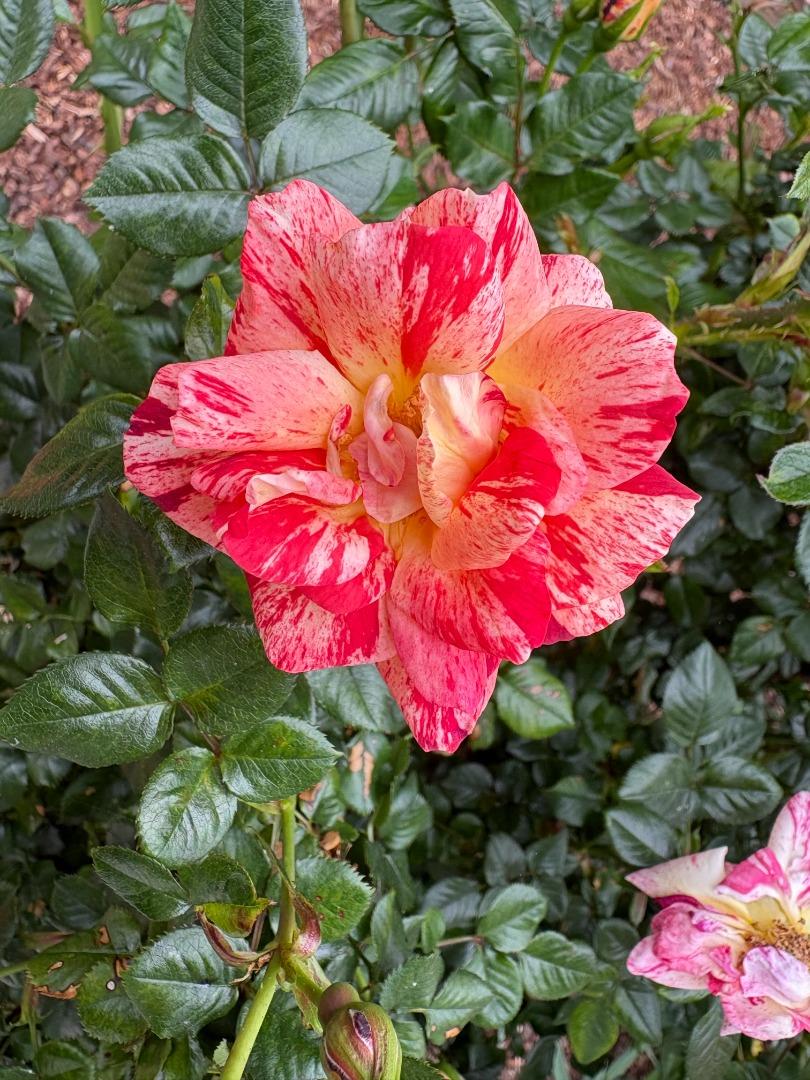 Detail Gallery Image 68 of 70 For 2560 Elliot Ct, Santa Clara,  CA 95051 - 3 Beds | 2 Baths