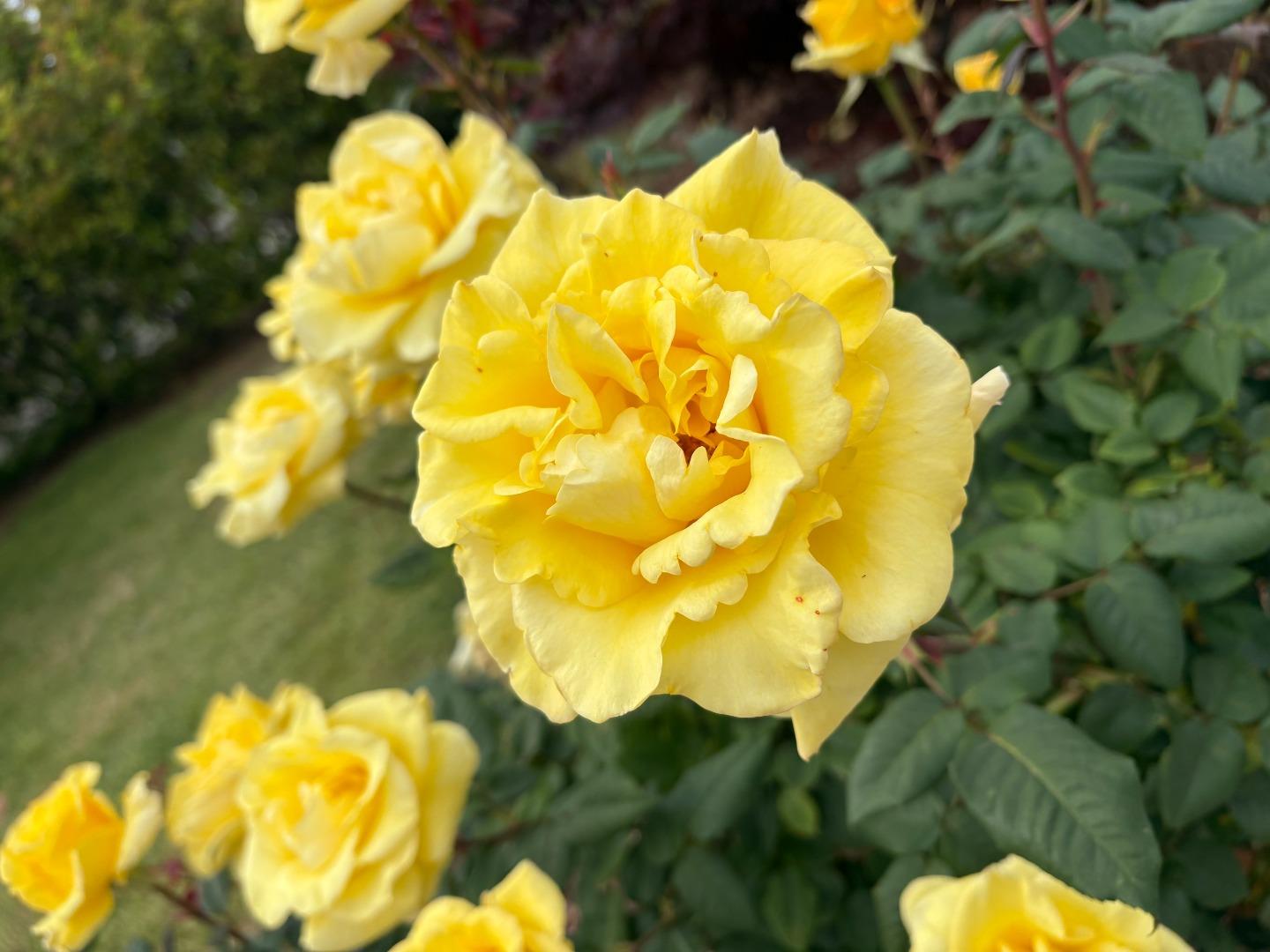 Detail Gallery Image 69 of 70 For 2560 Elliot Ct, Santa Clara,  CA 95051 - 3 Beds | 2 Baths