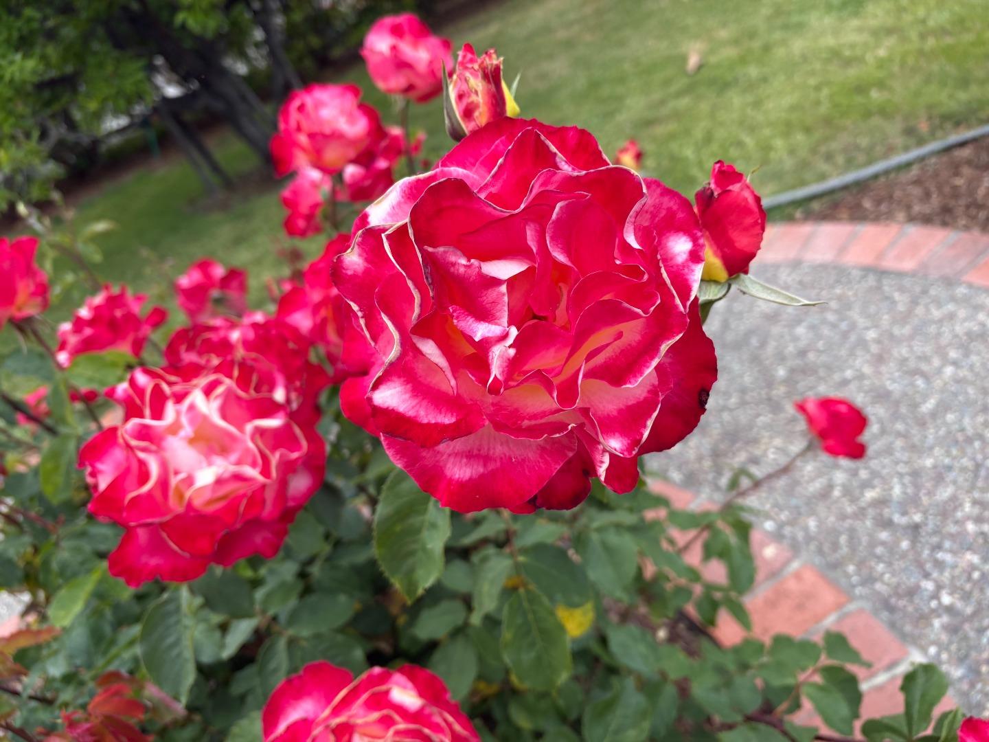 Detail Gallery Image 70 of 70 For 2560 Elliot Ct, Santa Clara,  CA 95051 - 3 Beds | 2 Baths