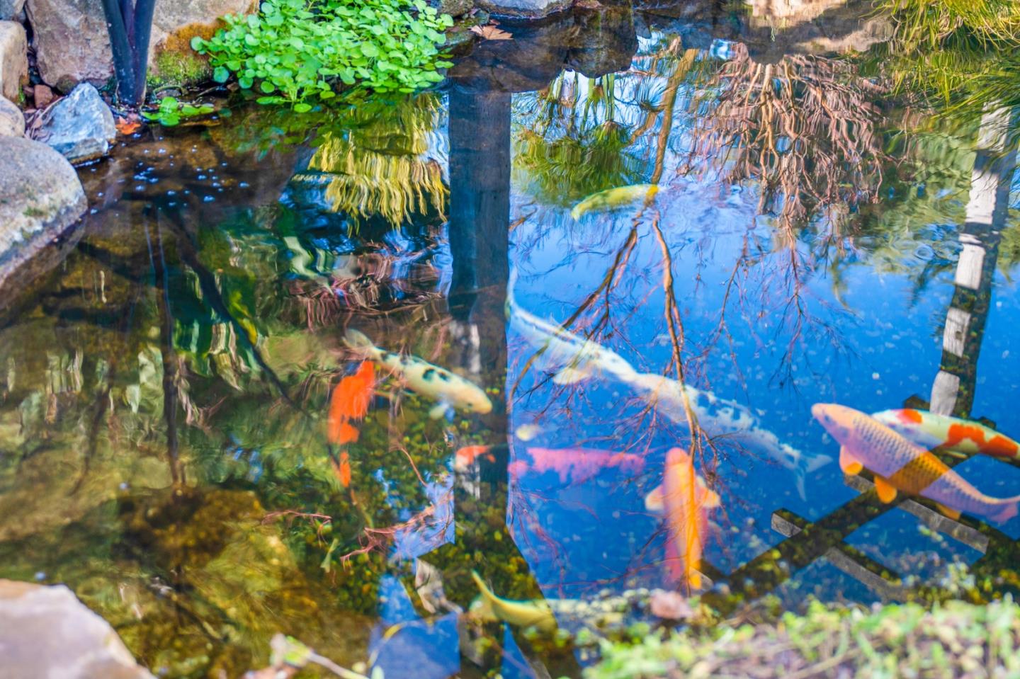 Detail Gallery Image 39 of 55 For 12170 Calle Uvas, Gilroy,  CA 95020 - 4 Beds | 2/1 Baths