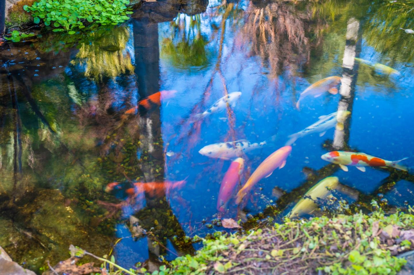 Detail Gallery Image 40 of 55 For 12170 Calle Uvas, Gilroy,  CA 95020 - 4 Beds | 2/1 Baths