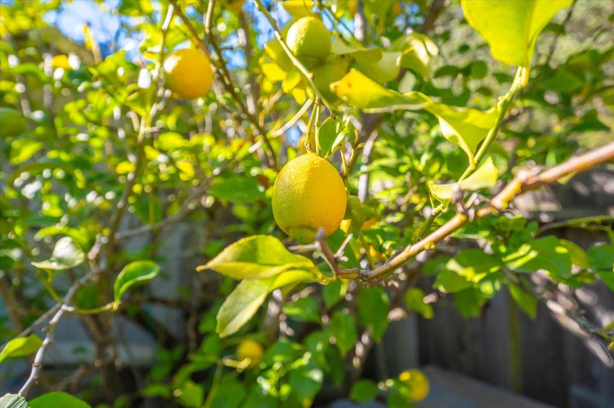 Detail Gallery Image 41 of 56 For 18117 Berta Canyon Rd, Salinas,  CA 93907 - 3 Beds | 2 Baths