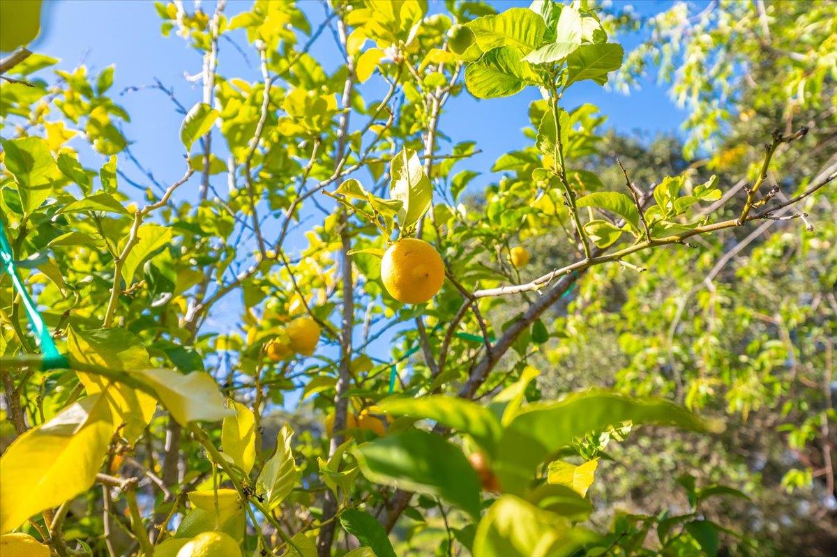 Detail Gallery Image 43 of 56 For 18117 Berta Canyon Rd, Salinas,  CA 93907 - 3 Beds | 2 Baths