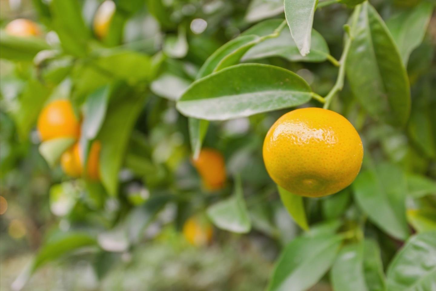 Detail Gallery Image 39 of 48 For 1242 Wagon Way, Gilroy,  CA 95020 - 4 Beds | 3 Baths