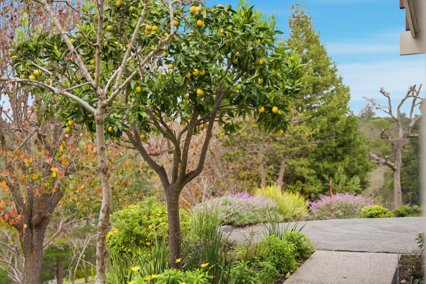 Detail Gallery Image 55 of 61 For 27769 Edgerton Rd, Los Altos Hills,  CA 94022 - 5 Beds | 3/1 Baths