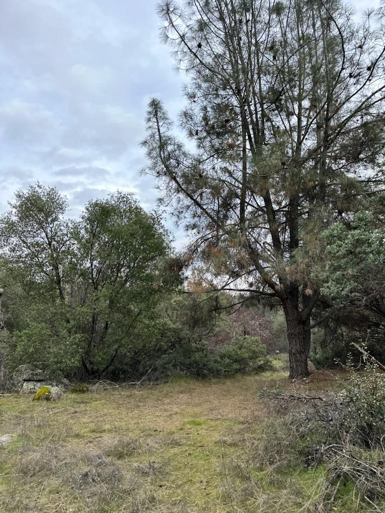 Detail Gallery Image 6 of 12 For 4822 Indian Peaks Rd, Mariposa,  CA 95338 - – Beds | – Baths