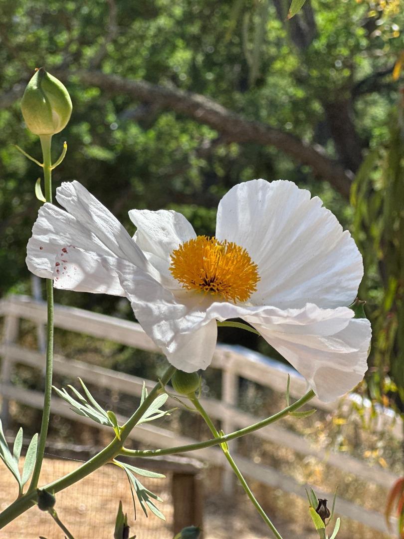 Detail Gallery Image 24 of 39 For 15393 via Caballero, Monte Sereno,  CA 95030 - 5 Beds | 4/1 Baths