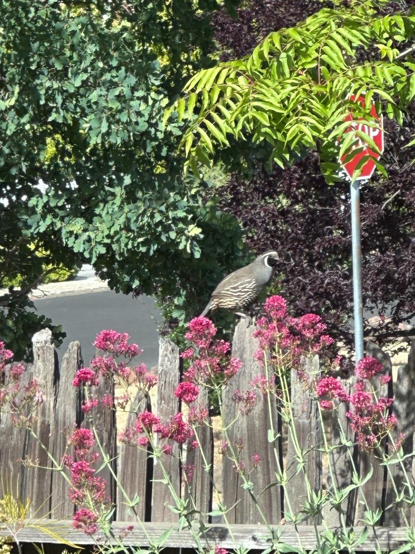 Detail Gallery Image 28 of 39 For 15393 via Caballero, Monte Sereno,  CA 95030 - 5 Beds | 4/1 Baths