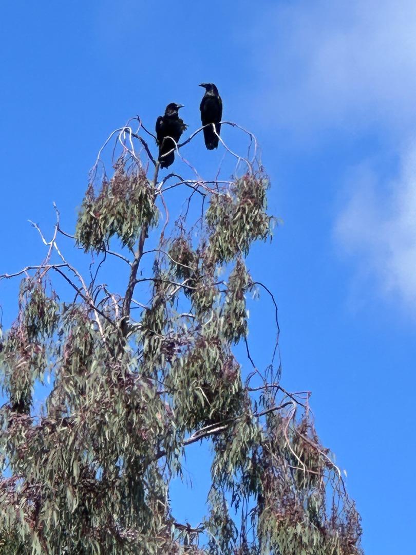 Detail Gallery Image 34 of 39 For 15393 via Caballero, Monte Sereno,  CA 95030 - 5 Beds | 4/1 Baths