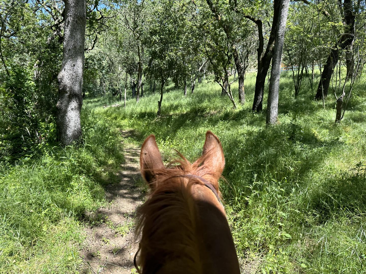 Detail Gallery Image 36 of 39 For 15393 via Caballero, Monte Sereno,  CA 95030 - 5 Beds | 4/1 Baths