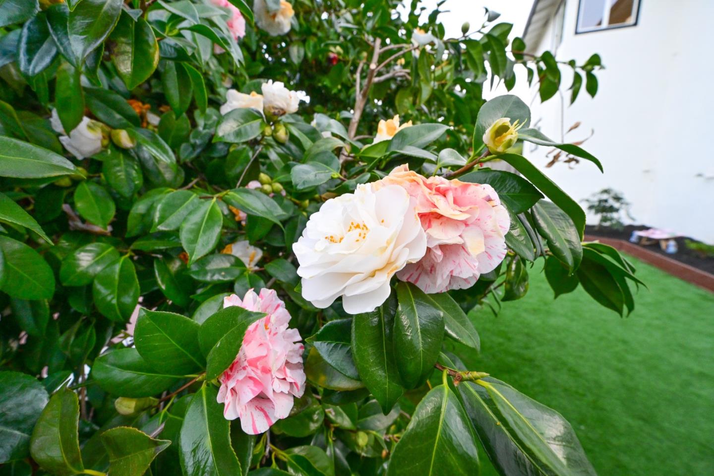 Detail Gallery Image 99 of 162 For 1609 Molitor Rd, Belmont,  CA 94002 - 4 Beds | 3 Baths