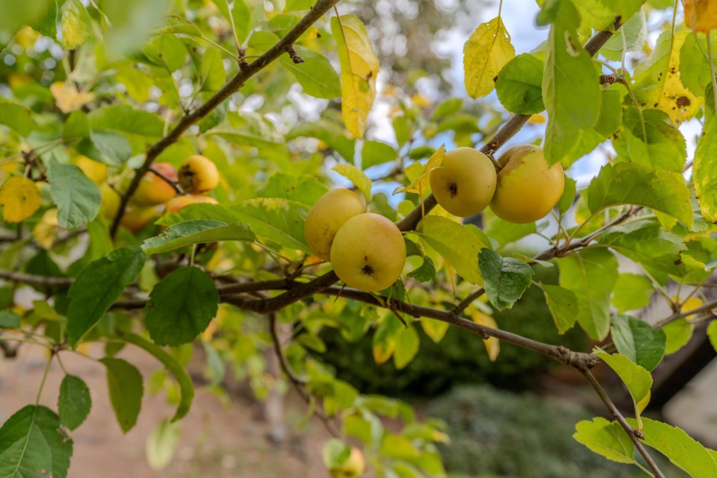Detail Gallery Image 36 of 39 For 810 Saint Lawrence Dr, Pacifica,  CA 94044 - 3 Beds | 2 Baths