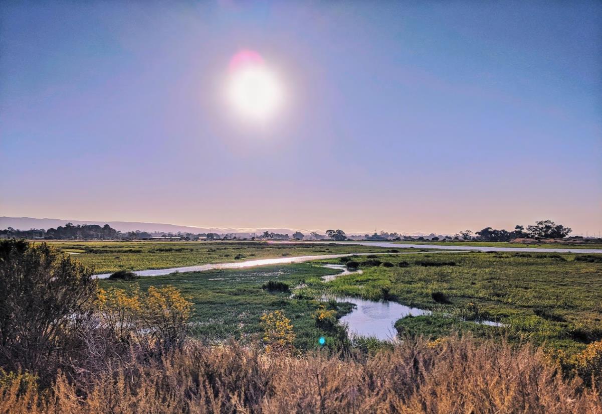 Detail Gallery Image 67 of 85 For 225 W Meadow Dr, Palo Alto,  CA 94306 - 3 Beds | 2 Baths