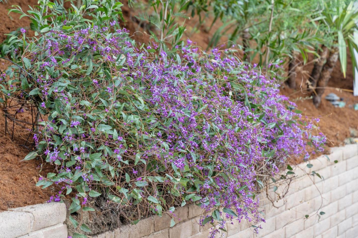 Detail Gallery Image 56 of 60 For 3032 Arguello Dr, Burlingame,  CA 94010 - 4 Beds | 2 Baths