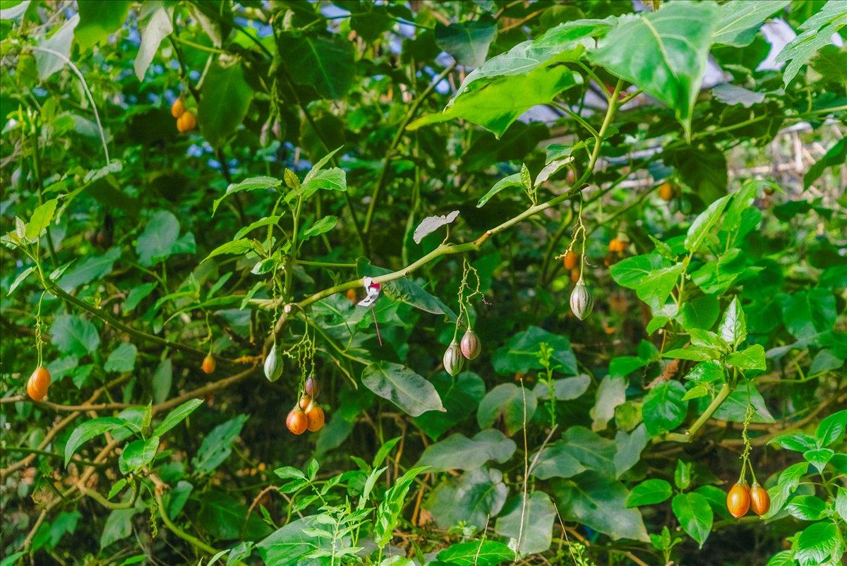 Detail Gallery Image 38 of 66 For 371 Calabasas Rd, Watsonville,  CA 95076 - – Beds | – Baths