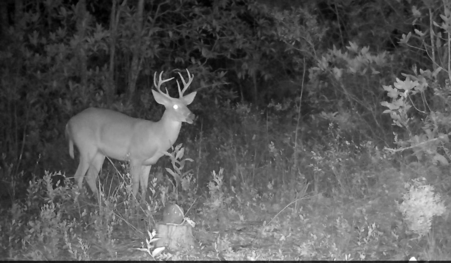 Detail Gallery Image 10 of 29 For 00 Almaden, San Jose,  CA 95120 - – Beds | – Baths