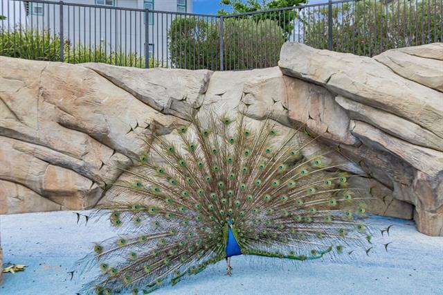 Detail Gallery Image 34 of 53 For 2980 Henry Miller Pl #4,  San Jose,  CA 95136 - 3 Beds | 3/1 Baths