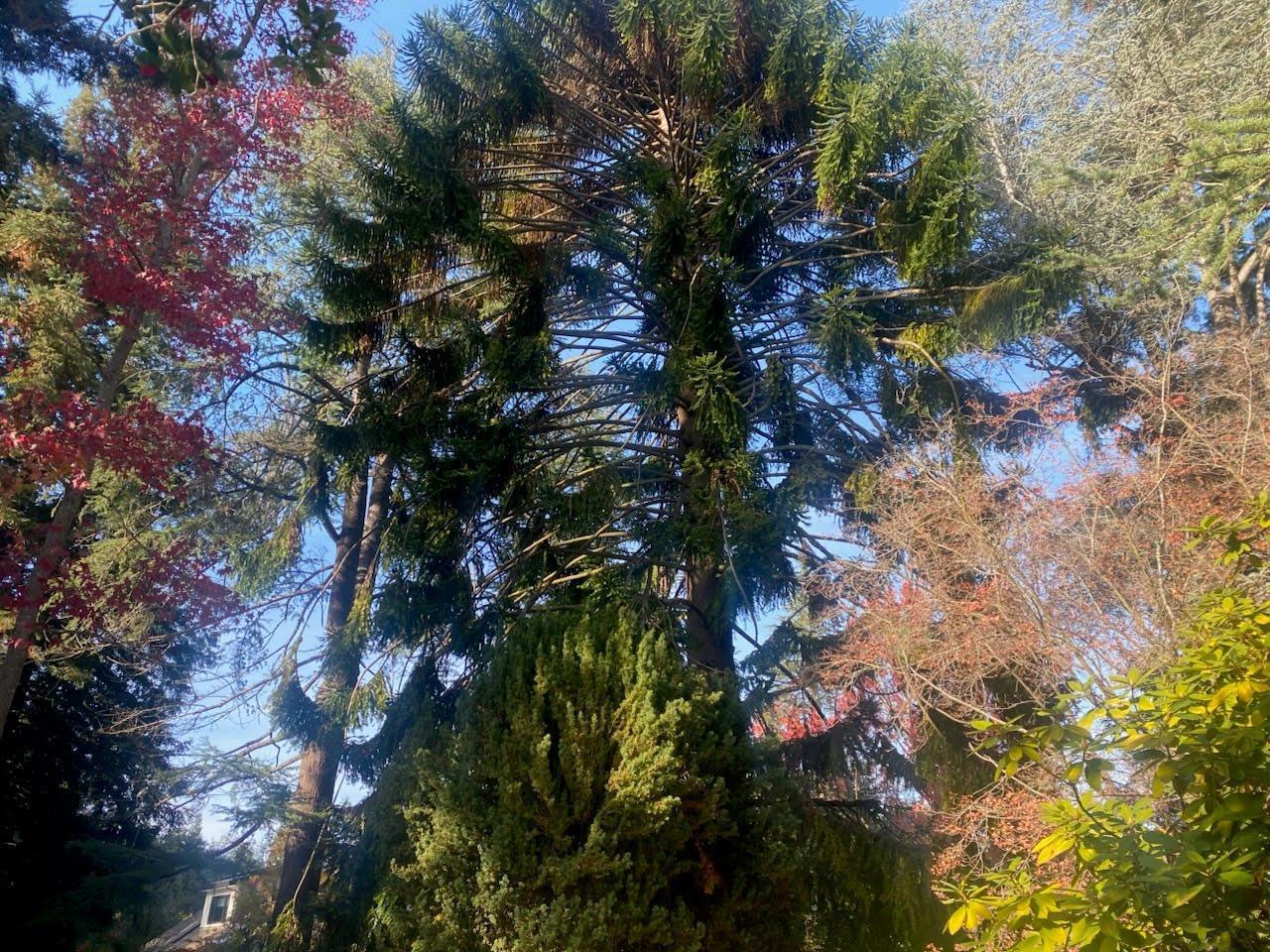 Detail Gallery Image 37 of 52 For 269 Selby Ln, Atherton,  CA 94027 - 6 Beds | 4/1 Baths