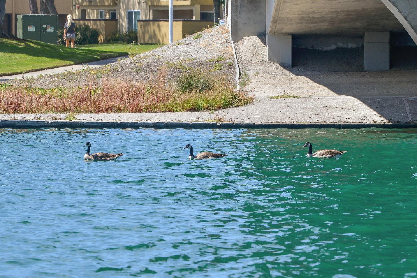 Detail Gallery Image 66 of 66 For 142 Monaco Dr, Redwood Shores,  CA 94065 - 4 Beds | 3 Baths