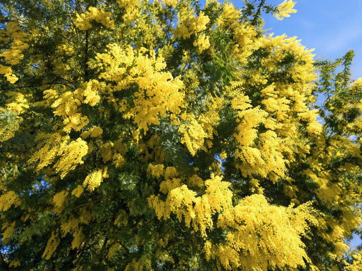 Detail Gallery Image 32 of 36 For 28266 Christopher Ln, Los Altos Hills,  CA 94022 - 4 Beds | 3/1 Baths