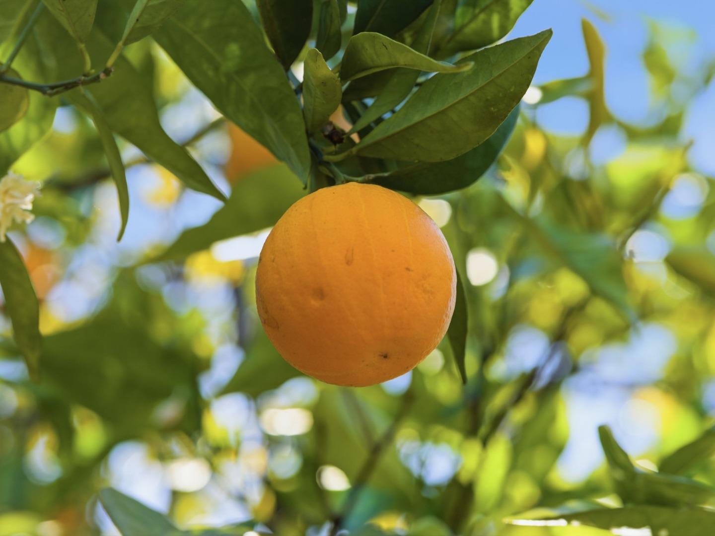 Detail Gallery Image 33 of 36 For 28266 Christopher Ln, Los Altos Hills,  CA 94022 - 4 Beds | 3/1 Baths