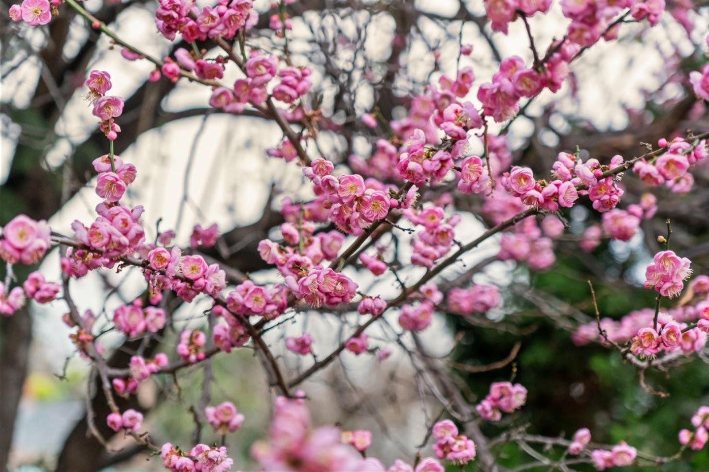 Detail Gallery Image 104 of 104 For 24952 Cypress Ave, Hayward,  CA 94544 - – Beds | – Baths