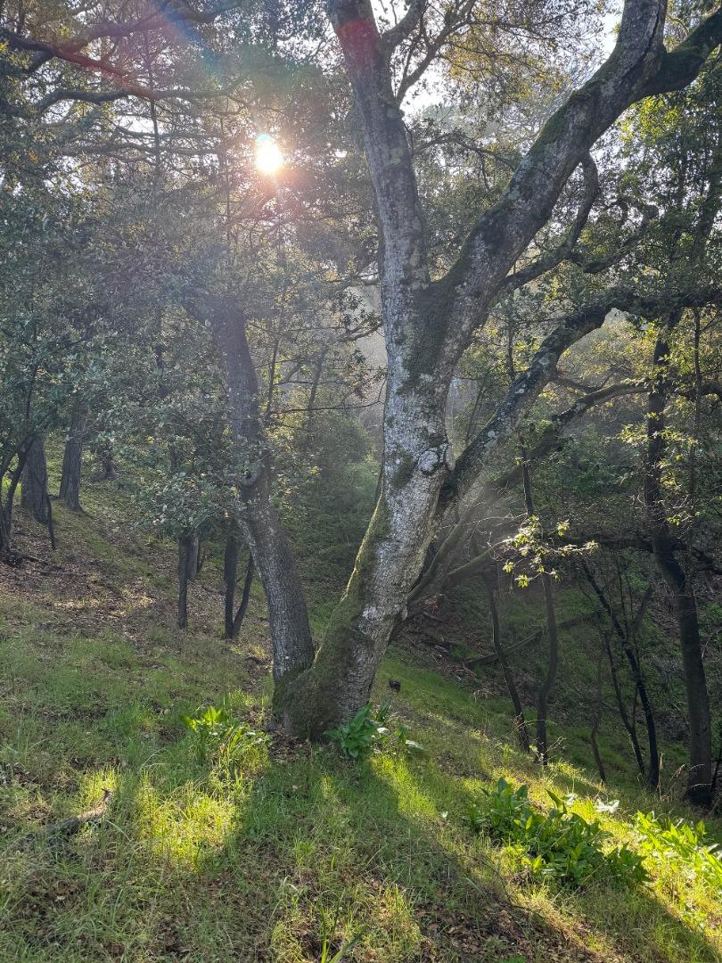 Detail Gallery Image 10 of 10 For 0 Parrott Dr, San Mateo,  CA 94402 - – Beds | – Baths