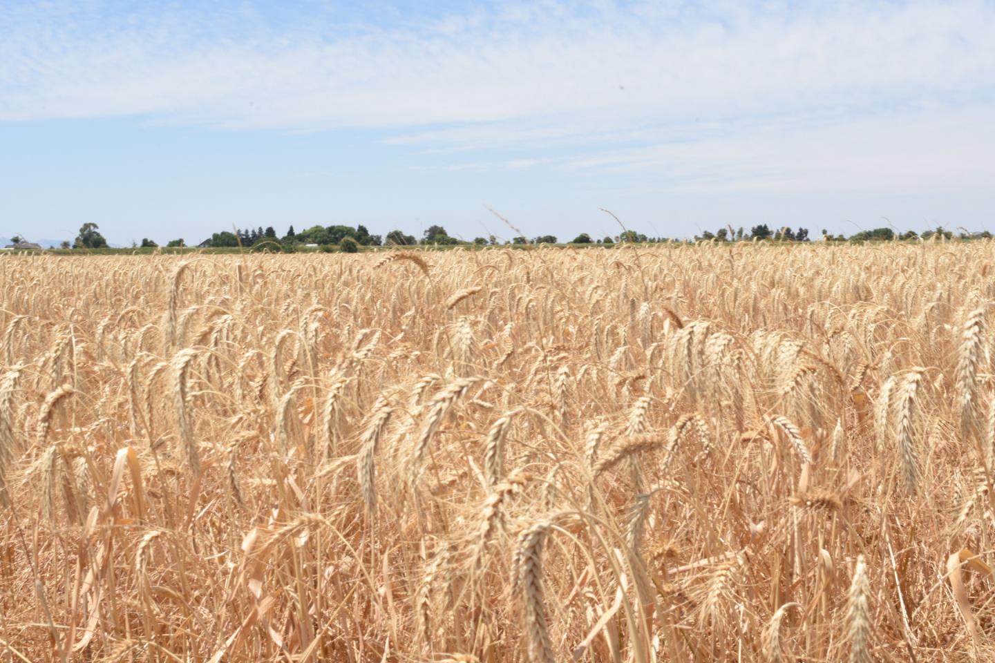 Detail Gallery Image 2 of 10 For 16071 Tyler Island Rd, Isleton,  CA 95641 - – Beds | – Baths