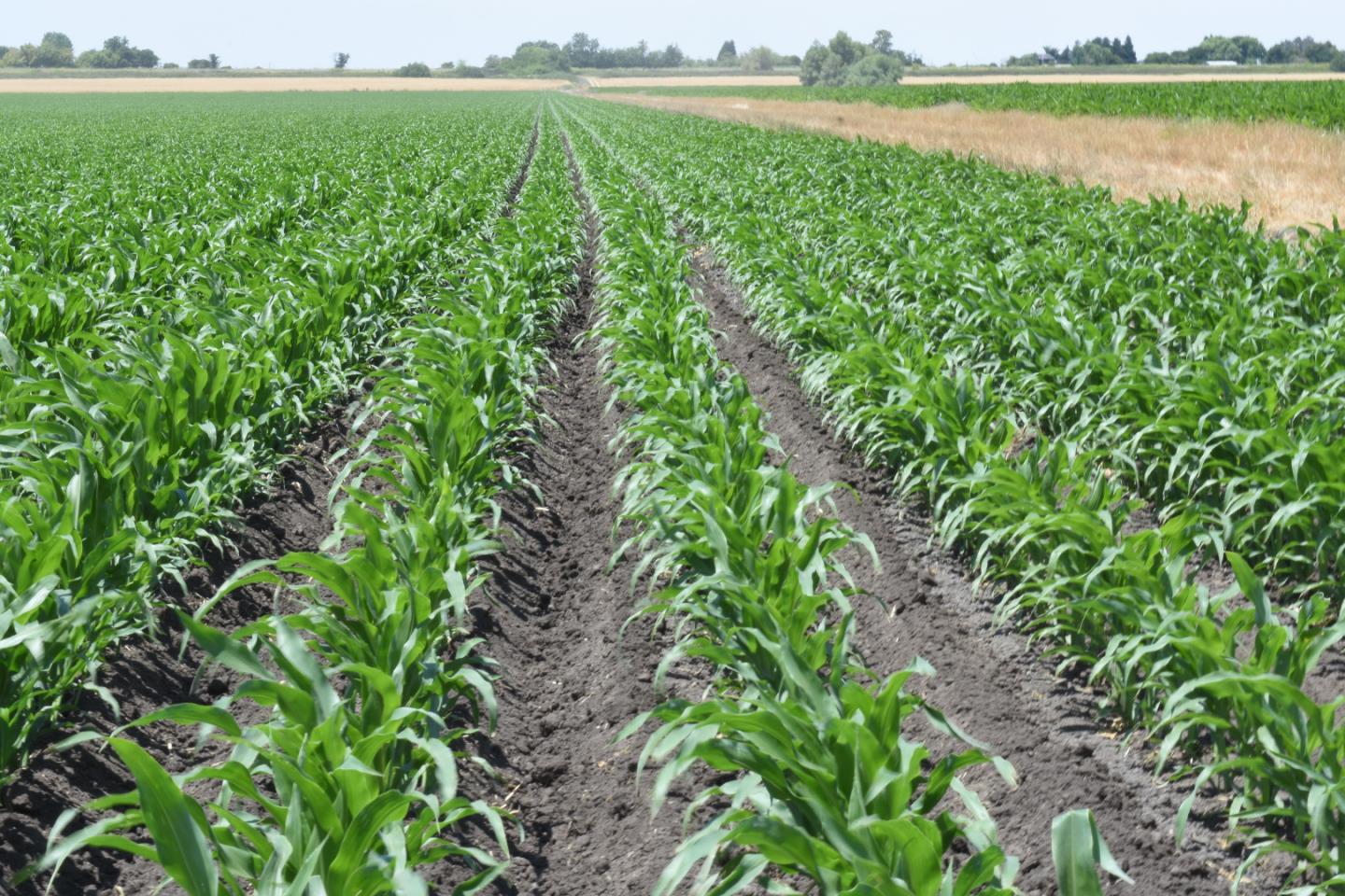 Detail Gallery Image 3 of 10 For 16071 Tyler Island Rd, Isleton,  CA 95641 - – Beds | – Baths